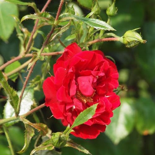 Rosa Tradition 95 ® - vörös - Csokros virágú - magastörzsű rózsafa- csüngő koronaforma